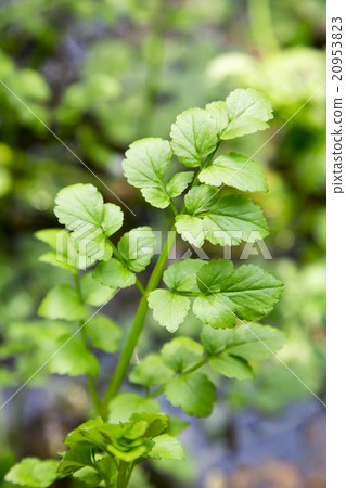 Leaves of Seri 20953823