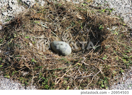 Bird's nest 20954503