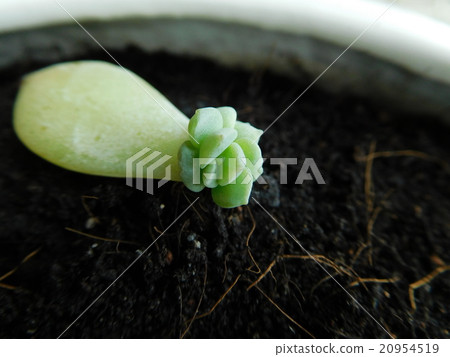 Succulent plants leaf insertion 20954519