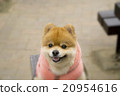 笑臉博美犬 20954616
