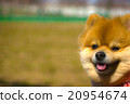 笑臉博美犬 20954674