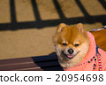 笑臉博美犬 20954698