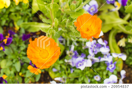Flowers Flowers 20954837