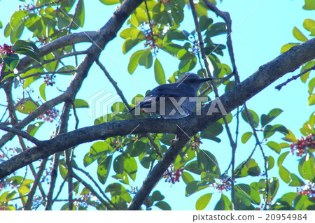 Bulbul Bulbul 20954984