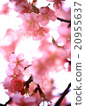 河津櫻花 20955637