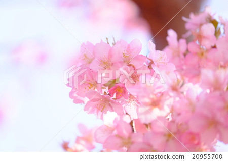 Cherry Blossoms Cherry Blossoms 20955700