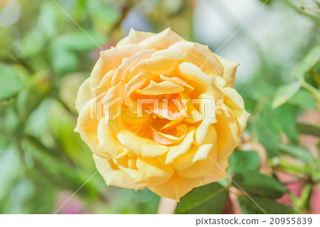 Some orange yellow roses in the garden Some orange yellow roses in the garden 20955839