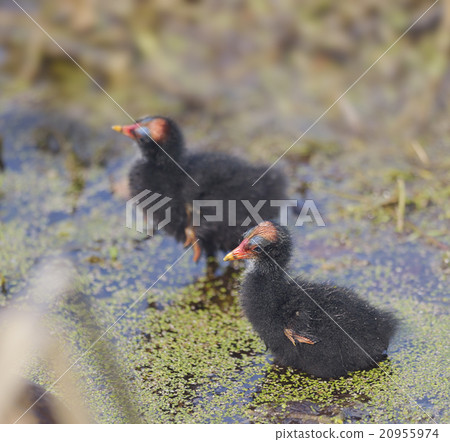 Common Moorhen Chicks 20955974