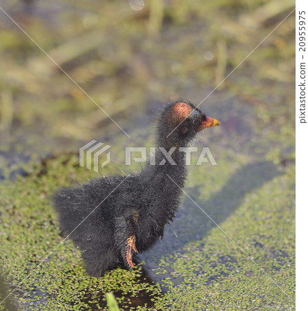 Common Moorhen Chick Common Moorhen Chick 20955975