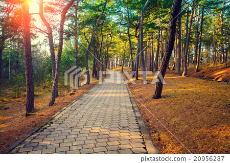Pathway in the autumn park 20956287