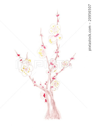 梅花泉 梅花泉 20956507