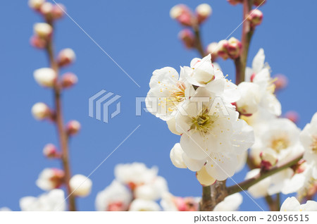 Plum blossom Plum blossom 20956515