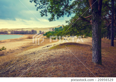 View of the Parnidis dune, Neringa, Lithuania 20956529