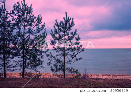 Pine trees near sea. Neringa, Lithuania 20956539
