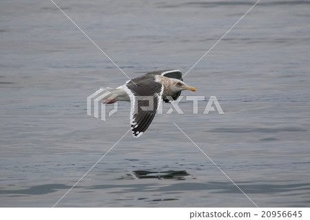 Seguro鷗 Seguro鷗 20956645