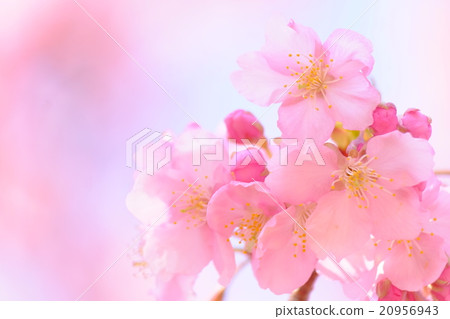 櫻桃樹 20956943