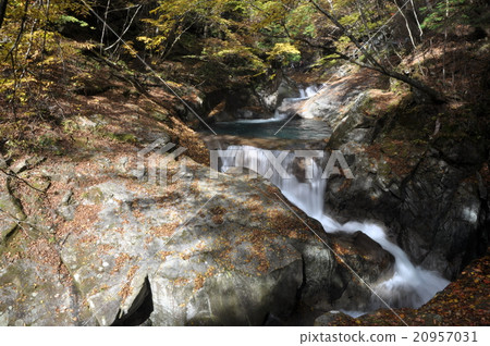 Autumn fall in the Nishizawa Valley Autumn leaves fallen leaves 20957031