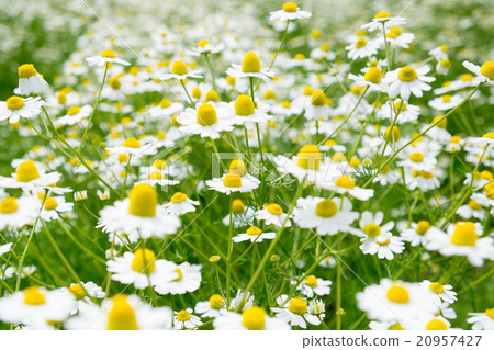 Chamomile (sideways) 20957427
