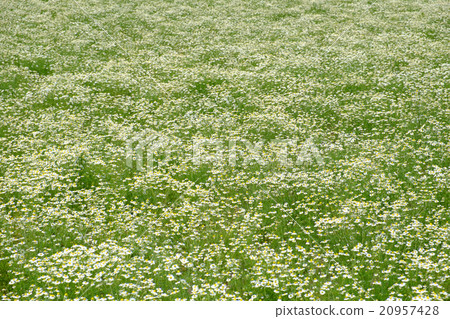 Chamomile (a lot) 20957428