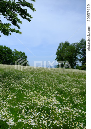 洋甘菊（垂直色） 20957429