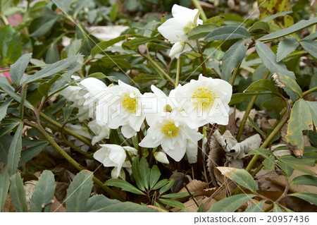 White christmas rose White christmas rose 20957436
