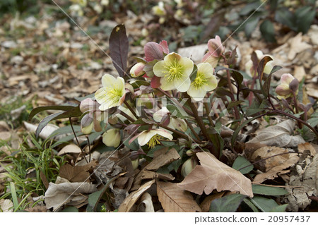 White christmas rose White christmas rose 20957437
