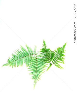 葉背景材料·葉子和葉子的Vladiva·2葉垂直定向垂直位置 20957794