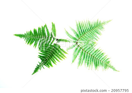 Leaf background material · leaf back and leaf table of leeks · two leaves face each other lateral position 20957795