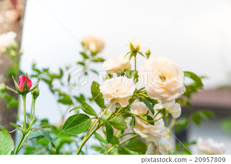 Rose Flower. Rose Flower. 20957809