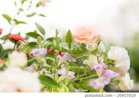 Rose Flower. 20957810