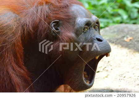 Yawn horn yawn Yawn horn yawn 20957926