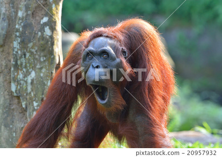 哈欠喇叭打哈欠 20957932