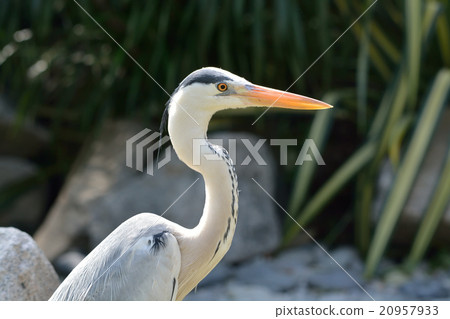 灰鷺 20957933