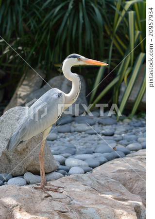 Gray heron 20957934
