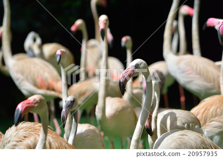 Flock of giant flamingos Flock of giant flamingos 20957935
