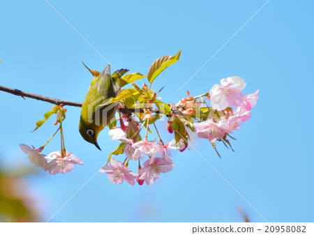 A cherry tree on the cherry tree A cherry tree on the cherry tree 20958082
