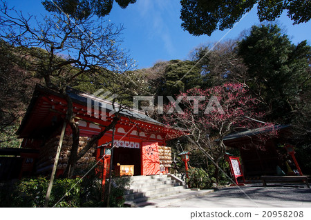 Ebara-ten Shrine Beni and Shiraume [Winter] 20958208