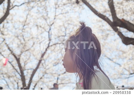 cherry blossom viewing, child, kid 20958338
