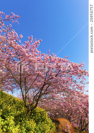 佐倉和強姦花藍天 20958757
