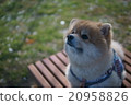 短髮博美犬 20958826