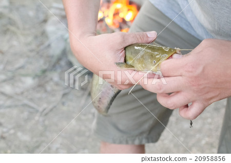 Fisherman Removing Hook Closeup 20958856