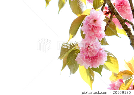 Yaezakura（Sekiyama） 20959180