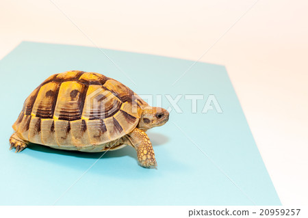Hermann land turtle 20959257