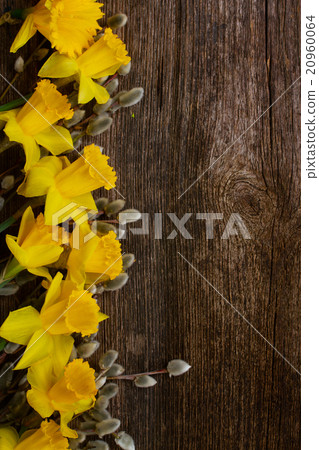 spring narcissus with catkins spring narcissus with catkins 20960064