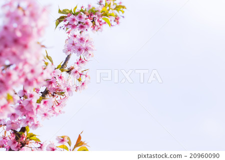 Kawazu cherry blossoms cherry blossoms early bloom Sakura cherry blossoms image material copy space background material letters Kawazu cherry blossoms cherry blossoms early bloom Sakura cherry blossoms image material copy space background material letters 20960090