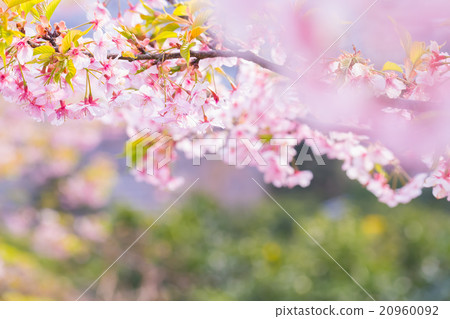 河津櫻花櫻花早櫻花櫻花圖像素材複製空間背景素材字母 河津櫻花櫻花早櫻花櫻花圖像素材複製空間背景素材字母 20960092