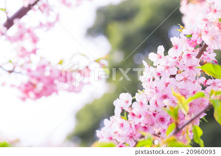 Kawazu cherry blossoms cherry blossoms early bloom Sakura cherry blossoms image material copy space background material letters Kawazu cherry blossoms cherry blossoms early bloom Sakura cherry blossoms image material copy space background material letters 20960093
