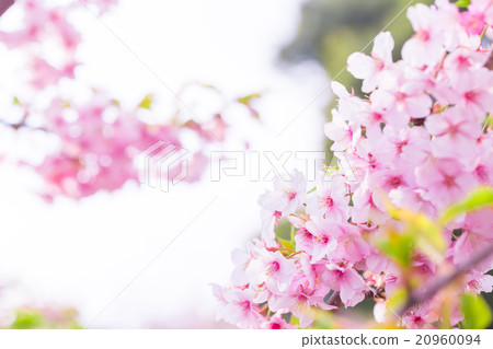 河津櫻花櫻花早櫻花櫻花圖像素材複製空間背景素材字母 20960094