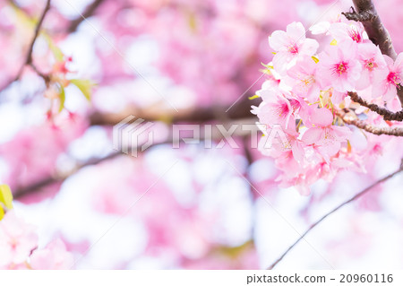 Kawazu cherry blossoms cherry blossoms early bloom Sakura cherry blossoms image material copy space background material letters 20960116