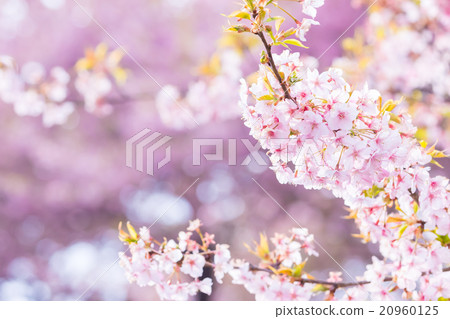 河津櫻花櫻花早櫻花櫻花圖像素材複製空間背景素材字母 20960125